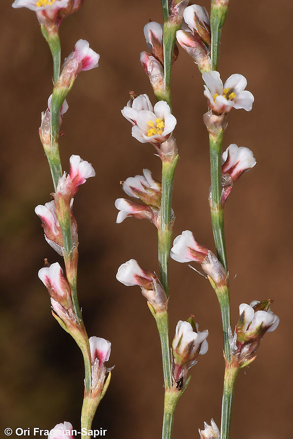 Polygonum setosum  Geotagged,Polygonum setosum,Summer