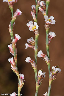 Polygonum setosum  Geotagged,Polygonum setosum,Summer