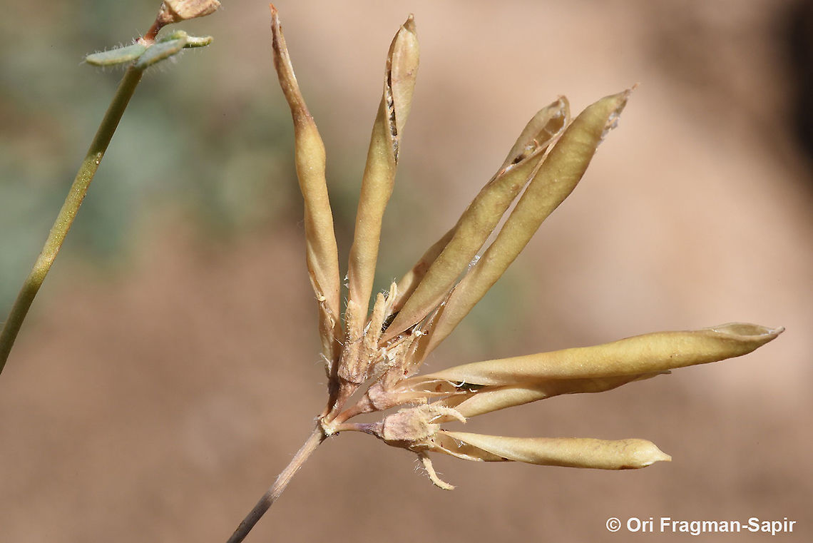 Lotus corniculatus  Bird's-foot trefoil,Geotagged,Lotus corniculatus,Summer