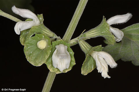 Otostegia fruticosa  Otostegia fruticosa