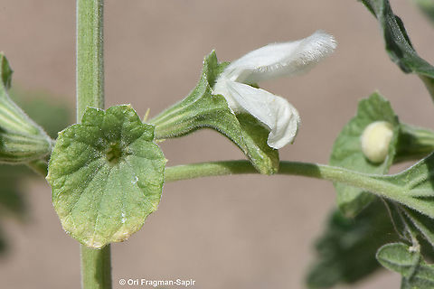Otostegia fruticosa  Otostegia fruticosa