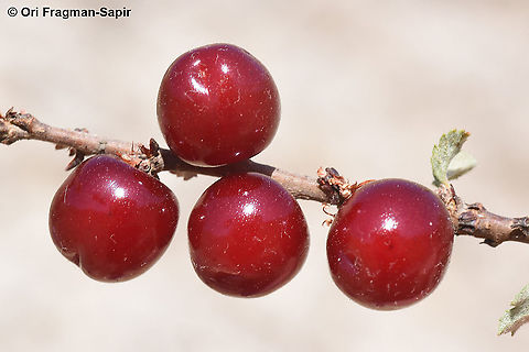 Prunus prostrata  Geotagged,Prunus prostrata,Summer