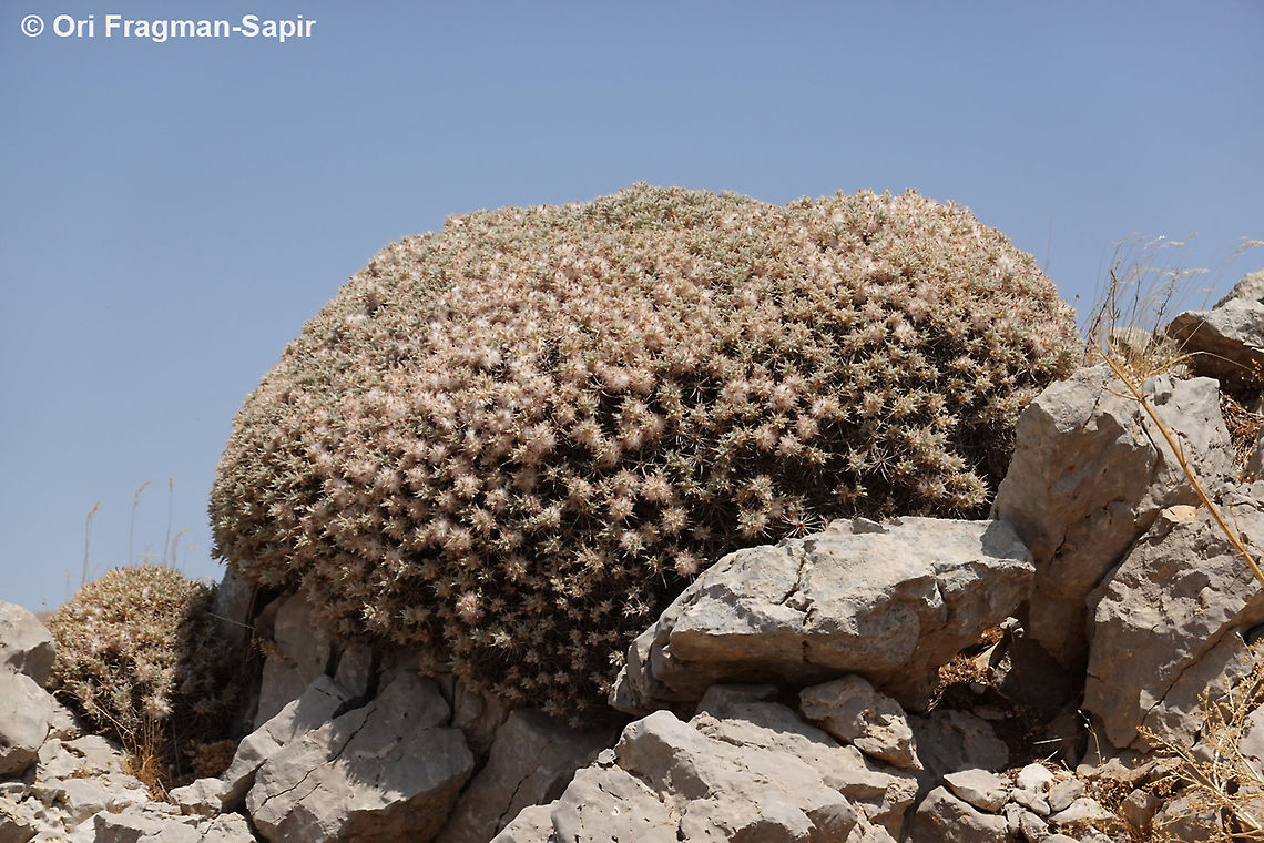 Astragalus cruentiflorus  Astragalus cruentiflorus,Geotagged,Summer