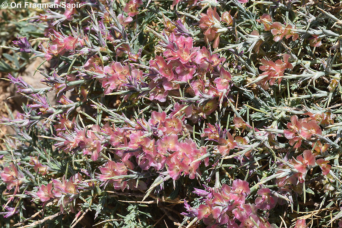 Noaea mucronata subsp. humilis  Geotagged,Noaea mucronata,Summer