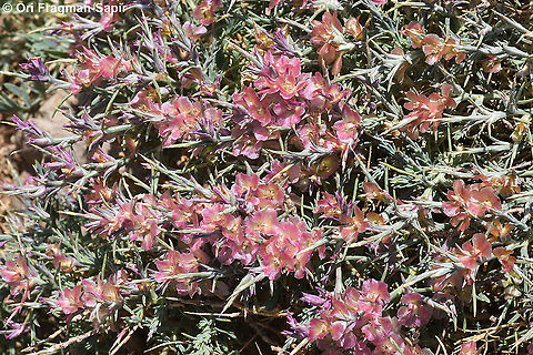 Noaea mucronata subsp. humilis  Geotagged,Noaea mucronata,Summer
