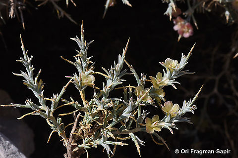 Noaea mucronata subsp. humilis  Geotagged,Noaea mucronata,Summer