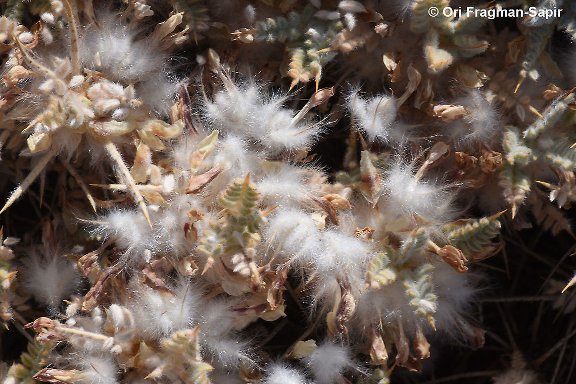Astragalus cruentiflorus  Astragalus cruentiflorus,Geotagged,Summer