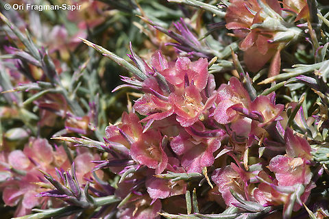 Noaea mucronata subsp. humilis  Geotagged,Noaea mucronata,Summer