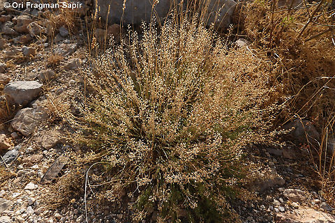 Teucrium orientale  Geotagged,Summer,Teucrium orientale