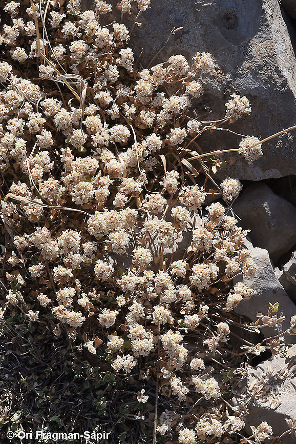 Ziziphora clinopodioides  Geotagged,Summer,Ziziphora clinopodioides