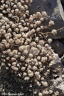 Ziziphora clinopodioides  Geotagged,Summer,Ziziphora clinopodioides