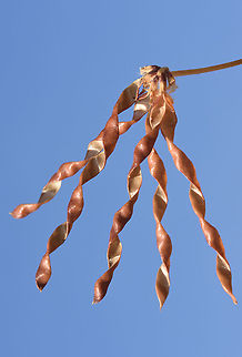 Lotus ornithopodioides N Israel, Horshat Tal Reserve Geotagged,Israel,Lotus ornithopodioides,Spring