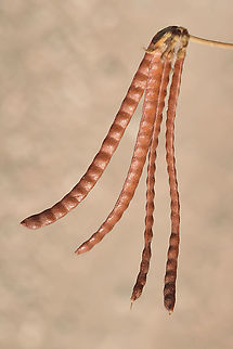 Lotus ornithopodioides N Israel, Horshat Tal Reserve Geotagged,Israel,Lotus ornithopodioides,Spring