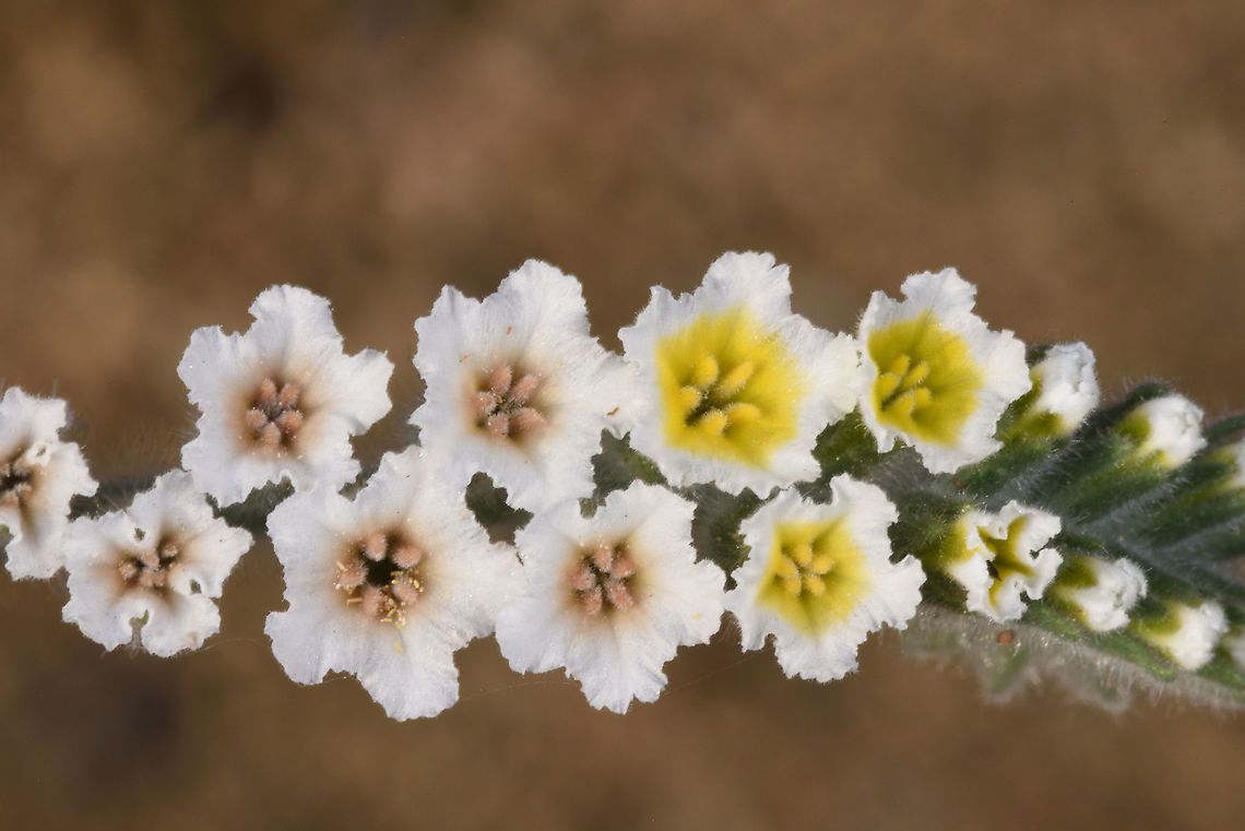 Heliotropium hirsutissimum Lower Mt Hermon Geotagged,Heliotropium hirsutissimum,Spring