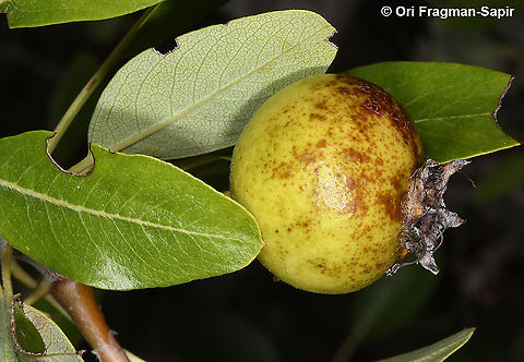Pyrus spinosa  Almond-leaved pear,Geotagged,Greece,Pyrus amygdaliformis,Summer