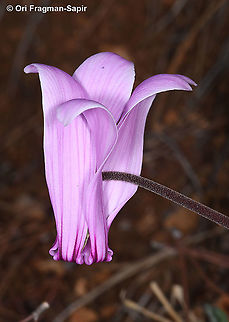 Cyclamen graecum  Cyclamen graecum,Geotagged,Greece,Summer