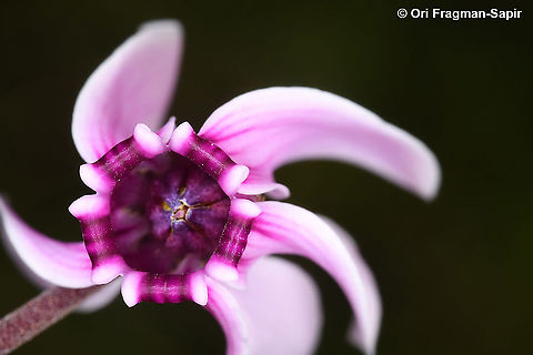 Cyclamen graecum  Cyclamen graecum,Fall,Geotagged,Greece,Greek Cyclamen