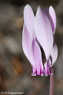 Cyclamen graecum  Cyclamen graecum,Fall,Geotagged,Greece,Greek Cyclamen