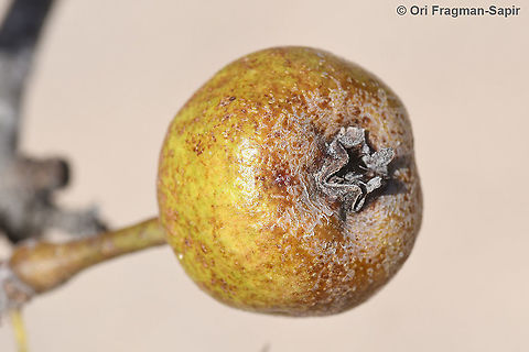 Pyrus spinosa  Almond-leaved pear,Fall,Geotagged,Greece,Pyrus amygdaliformis