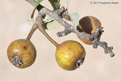Pyrus spinosa  Almond-leaved pear,Fall,Geotagged,Greece,Pyrus amygdaliformis