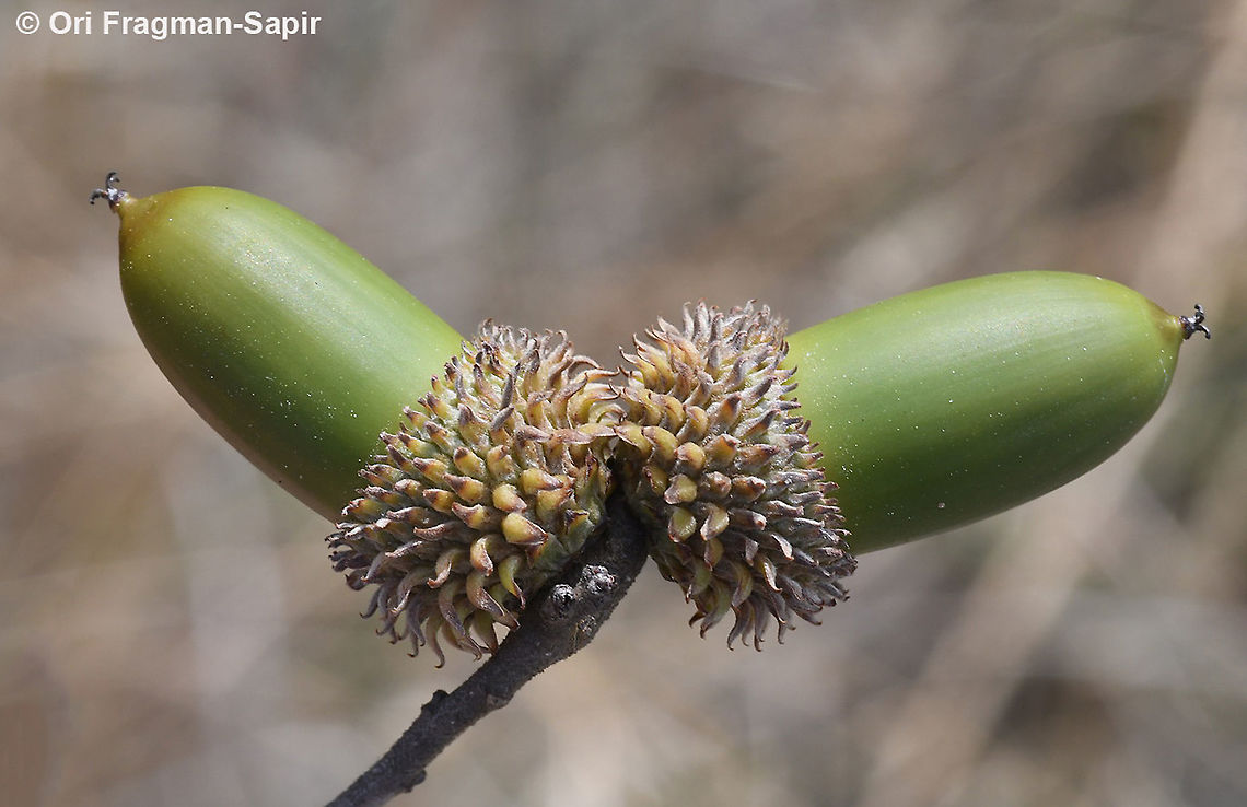 Quercus coccifera  Fall,Geotagged,Greece,Kermes oak,Quercus coccifera