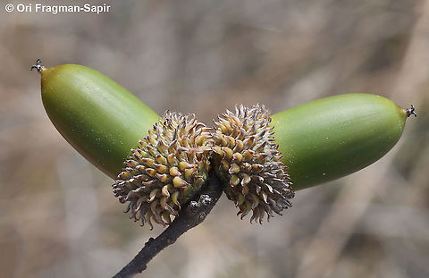 Quercus coccifera  Fall,Geotagged,Greece,Kermes oak,Quercus coccifera