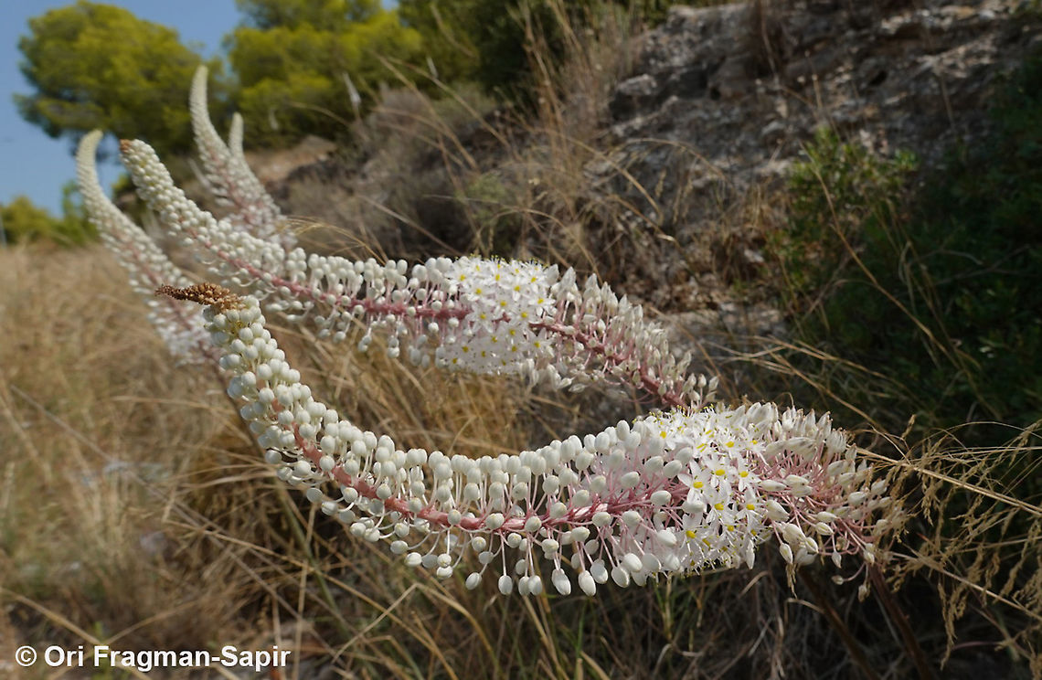 Drimia numidica  Drimia numidica,Fall,Geotagged,Greece