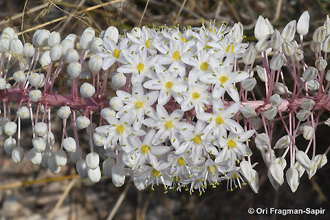 Drimia numidica  Drimia numidica,Fall,Geotagged,Greece