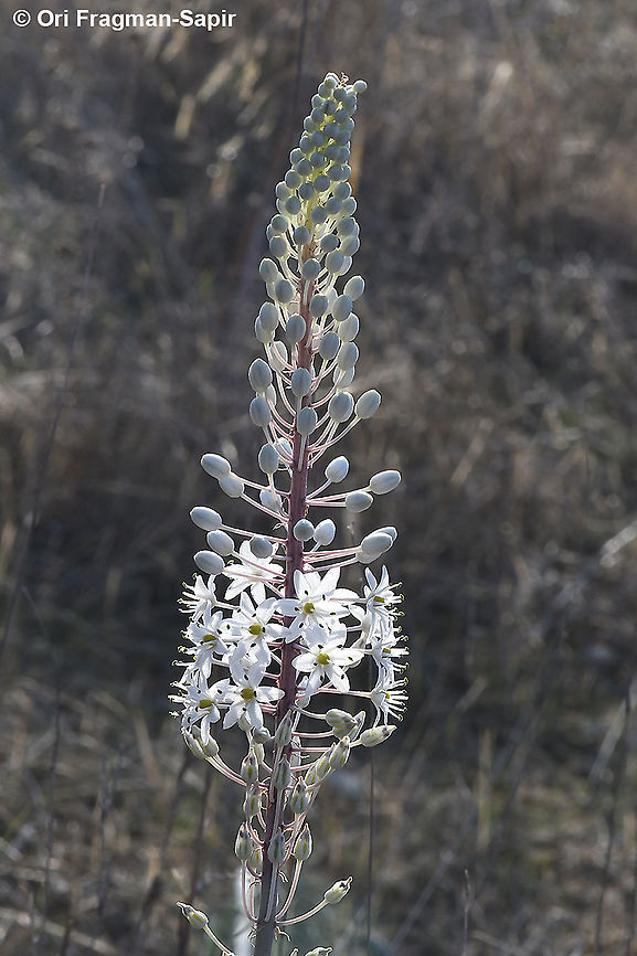 Drimia numidica  Drimia numidica,Geotagged,Greece,Summer