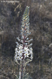 Drimia numidica  Drimia numidica,Geotagged,Greece,Summer