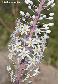 Drimia numidica  Drimia numidica,Geotagged,Greece,Summer