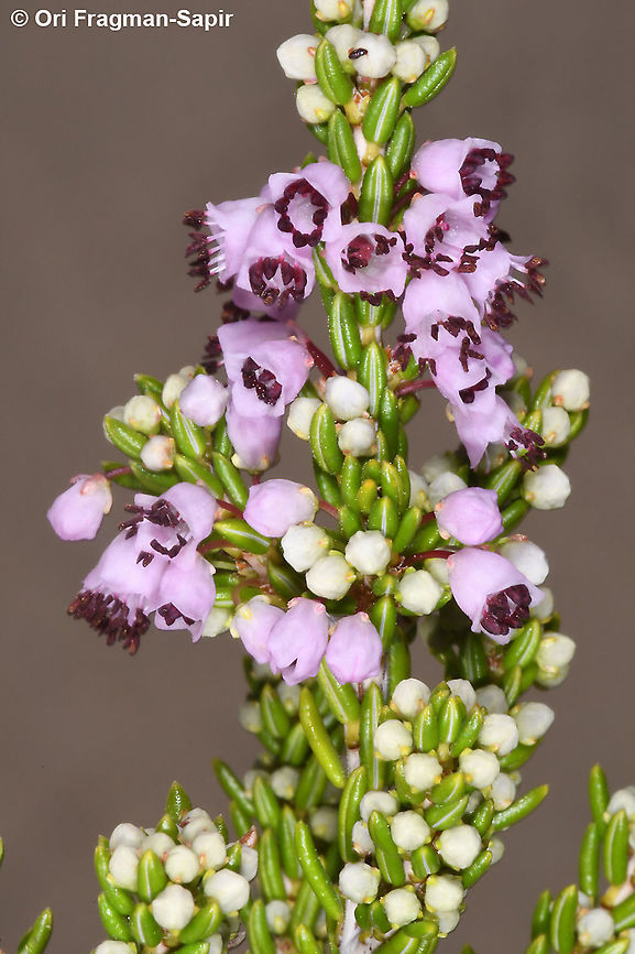 Erica manipuliflora  Erica manipuliflora,Fall,Geotagged,Greece