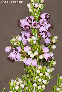 Erica manipuliflora  Erica manipuliflora,Fall,Geotagged,Greece