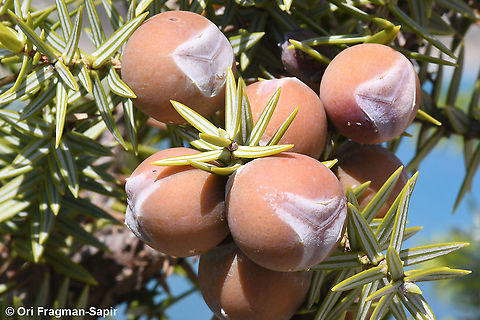 Juniperus macrocarpa  Fall,Geotagged,Greece,Juniperus macrocarpa