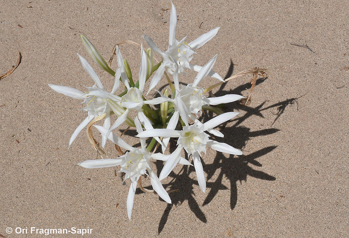 Pancratium maritimum  Fall,Geotagged,Greece,Pancratium maritimum,Sea daffodil