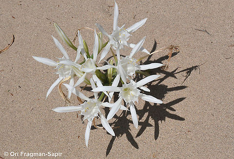 Pancratium maritimum  Fall,Geotagged,Greece,Pancratium maritimum,Sea daffodil