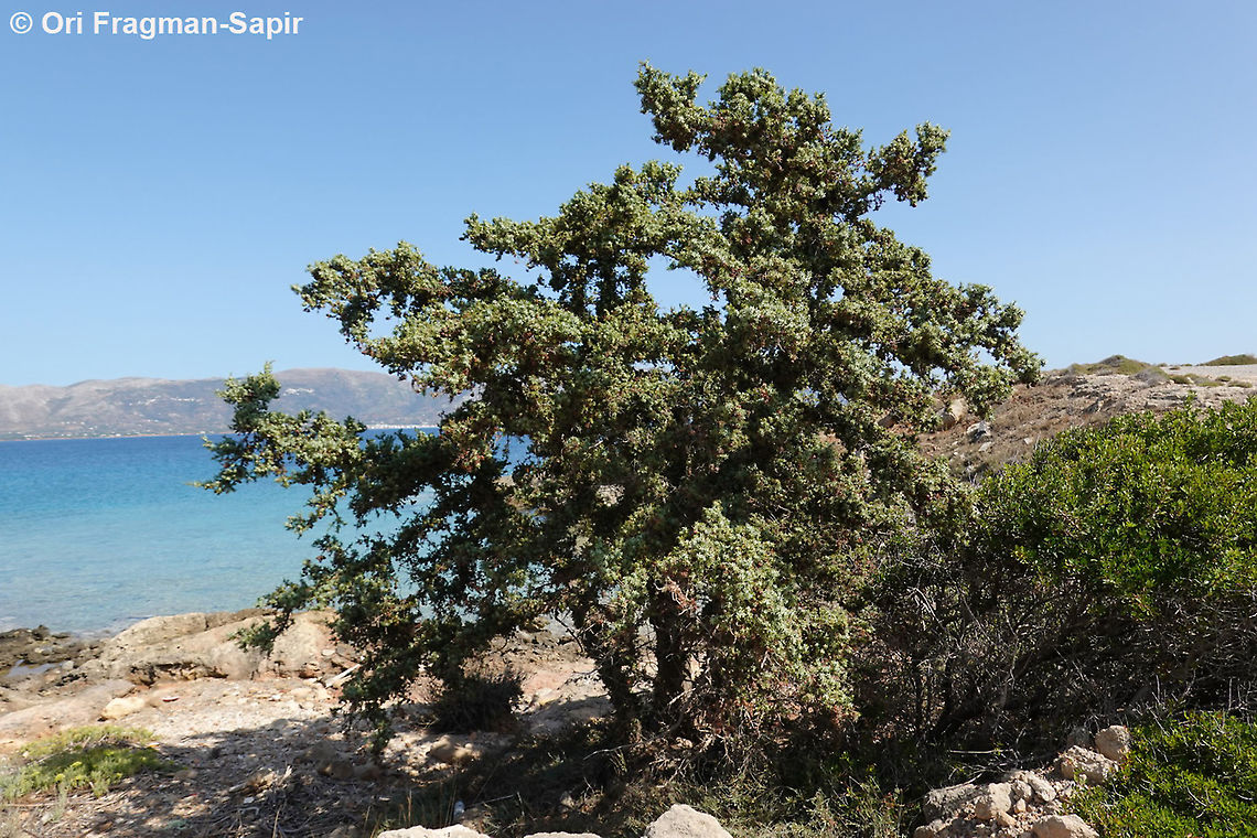 Juniperus macrocarpa  Fall,Geotagged,Greece,Juniperus macrocarpa