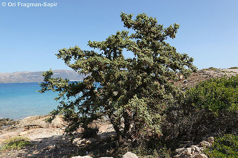 Juniperus macrocarpa  Fall,Geotagged,Greece,Juniperus macrocarpa