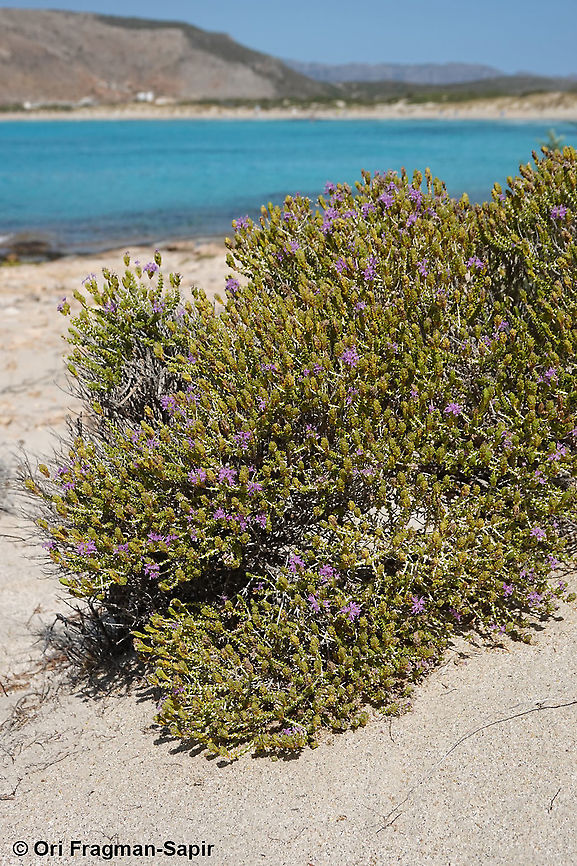 Thymbra capitata  Fall,Geotagged,Greece,Thymus  capitatus,thymus_capitatus
