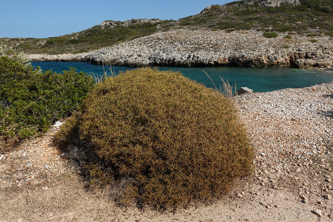 Sarcopoterium spinosum  Fall,Geotagged,Greece,Sarcopoterium spinosum