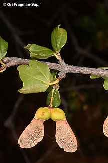 Acer sempervirens  Acer sempervirens,Cretan maple,Fall,Geotagged,Greece