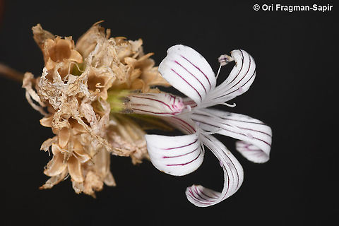 Petrorhagia grandiflora