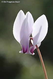 Cyclamen hederifolium  Cyclamen hederifolium,Fall,Geotagged,Greece,Ivy-leaved cyclamen
