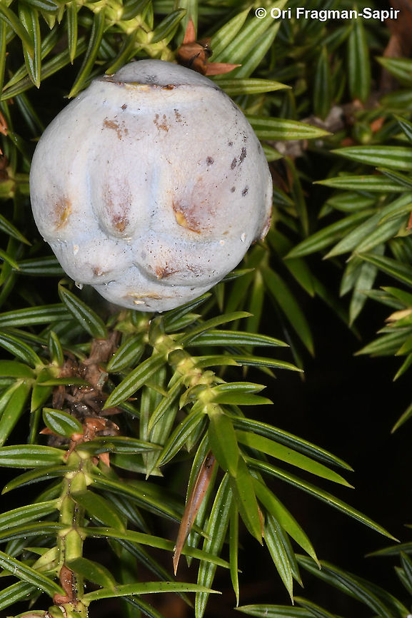Juniperus drupacea  Fall,Geotagged,Greece,Juniperus drupacea,Syrian juniper