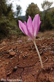 Colchicum bivonae  Colchicum bivonae