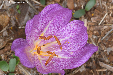 Colchicum bivonae  Colchicum bivonae,Fall,Geotagged,Greece