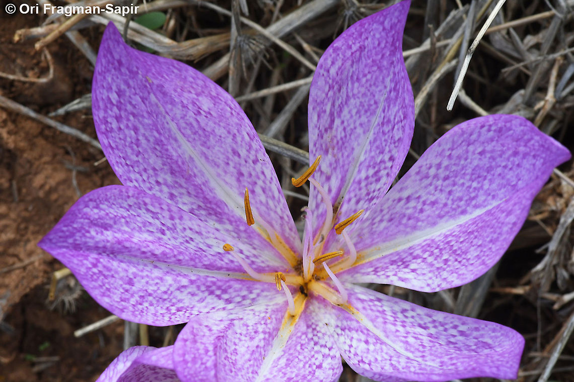 Colchicum bivonae  Colchicum bivonae,Fall,Geotagged,Greece