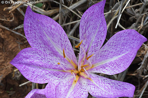 Colchicum bivonae  Colchicum bivonae,Fall,Geotagged,Greece