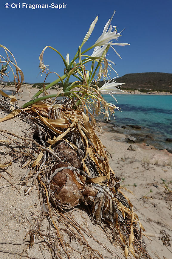 Pancratium maritimum  Fall,Geotagged,Greece,Pancratium maritimum,Sea daffodil