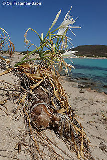 Pancratium maritimum  Fall,Geotagged,Greece,Pancratium maritimum,Sea daffodil